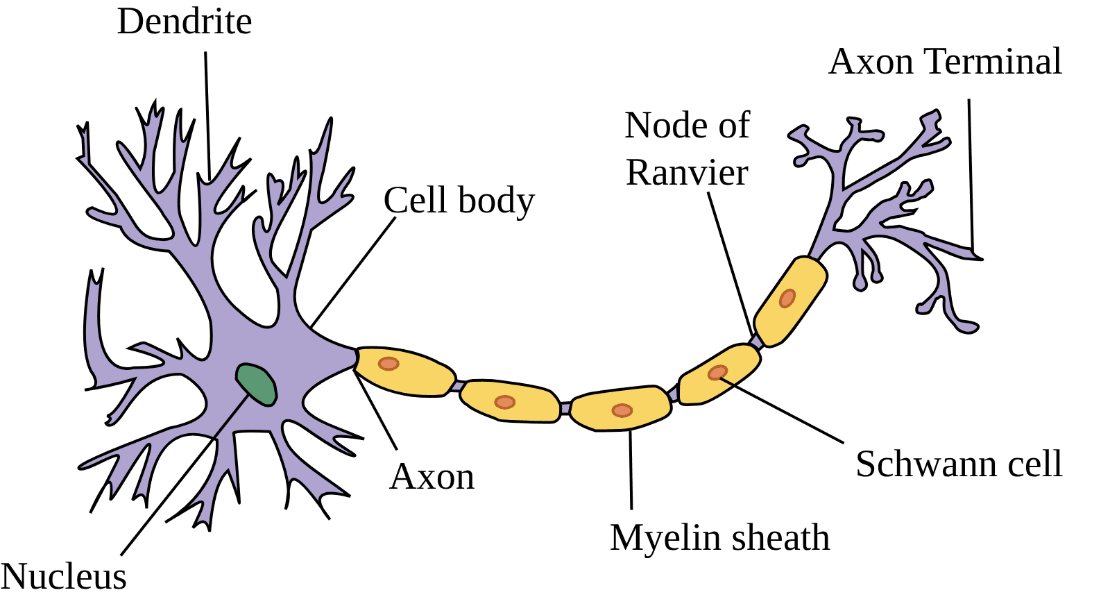 Schemă a unui neuron: corpul celular cu nucleu și dendrite, axonul învelit în teaca de mielină formată de celulele Schwann, cu nodurile Ranvier, și terminațiile axonale, cu etichete în limba engleză.