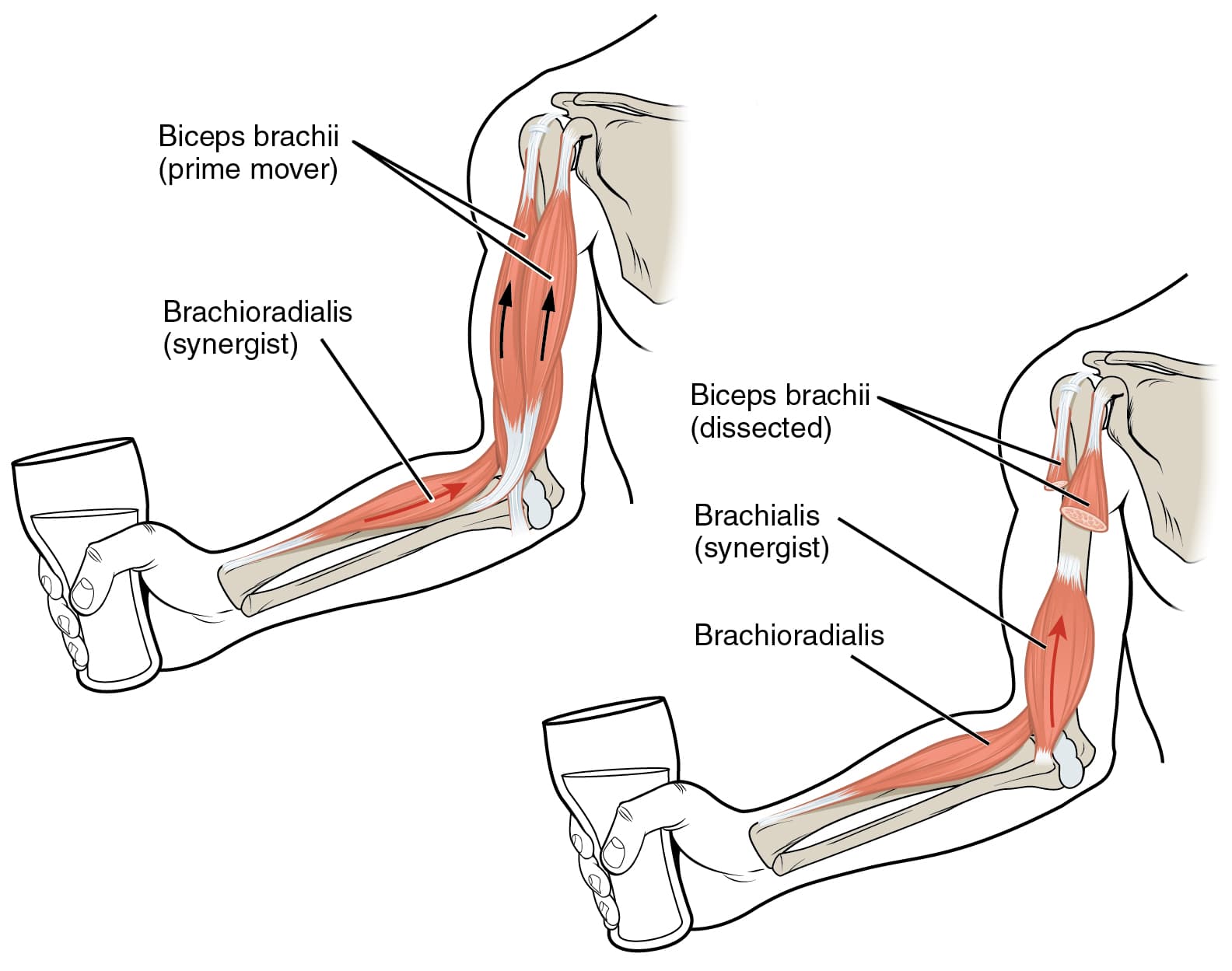 Două desene ale brațului care ridică un pahar prin flexia cotului: bicepsul brahial ca agonist principal și, cu bicepsul secționat în al doilea desen, brahialul și brahioradialul ca sinergiști, cu etichete în limba engleză.