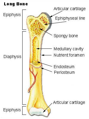 Os lung secționat pe lungime: diafiza cu cavitatea medulară, endostul și periostul, epifizele cu os spongios și linia epifizară, cartilajul articular la ambele capete, cu etichete în limba engleză.