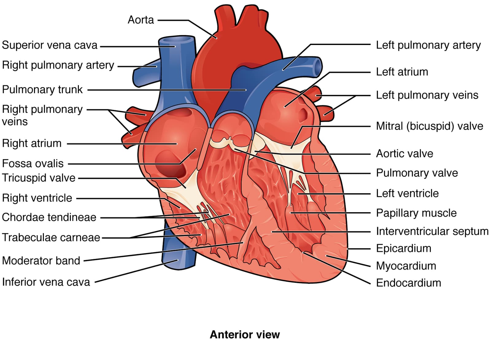 Inima în secțiune, vedere anterioară: cele două atrii și cele două ventricule, septul interventricular, valvele, straturile peretelui și vasele mari care intră și ies, cu etichete în limba engleză.